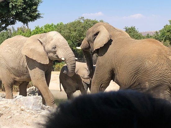 https://mdw-travel-data-us-east-1.s3.amazonaws.com/img/country/Mexico/Africam-Safari/img_01.jpg