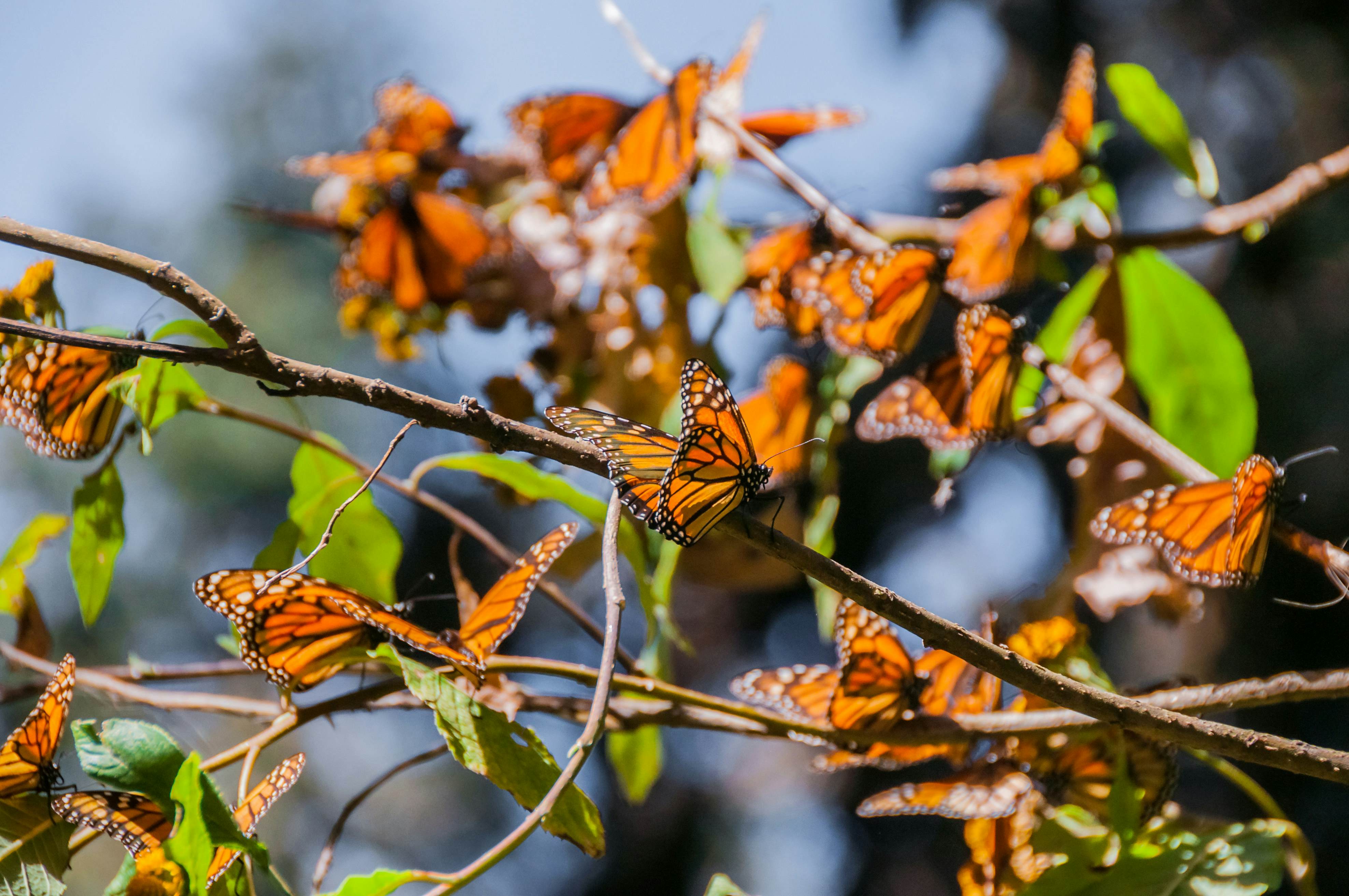 https://mdw-travel-data-us-east-1.s3.amazonaws.com/img/country/Mexico/Atlixco-Butterfly-Garden/img_01.jpg
