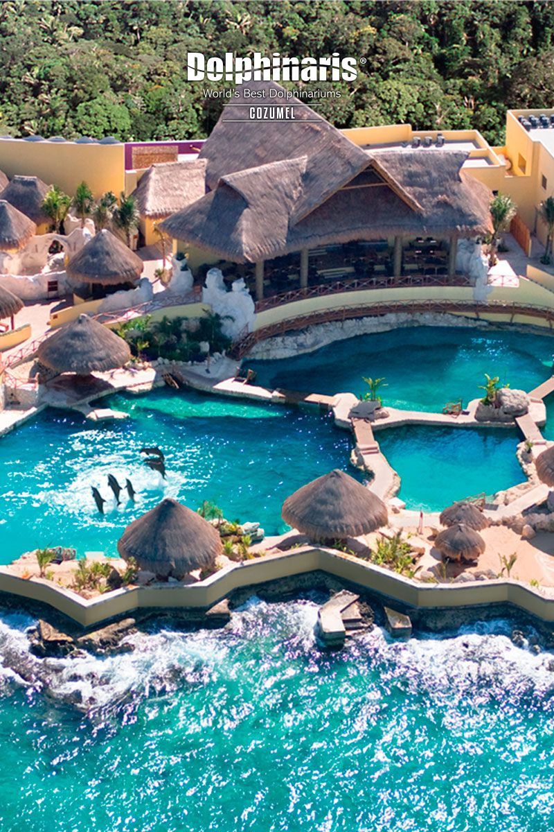 https://mdw-travel-data-us-east-1.s3.amazonaws.com/img/country/Mexico/Dolphinaris-Cozumel/img_03.jpg