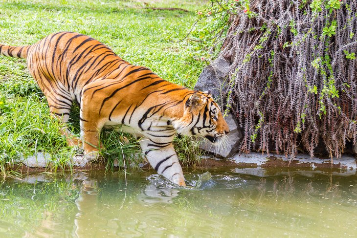 https://mdw-travel-data-us-east-1.s3.amazonaws.com/img/country/Mexico/Guadalajara-Zoo-Safari/img_00.jpg
