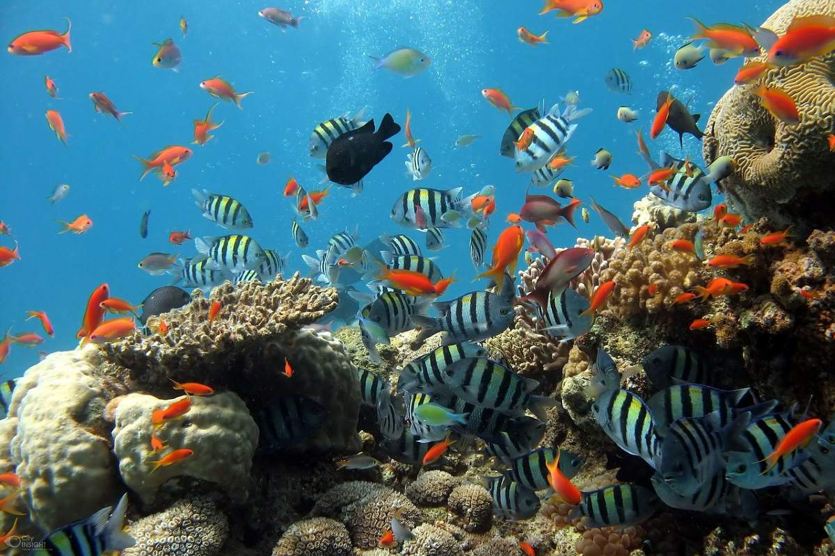 https://mdw-travel-data-us-east-1.s3.amazonaws.com/img/country/Mexico/Mundo-Marino/img_03.jpg