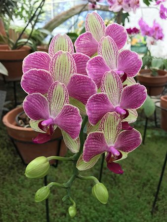 https://mdw-travel-data-us-east-1.s3.amazonaws.com/img/country/Mexico/Orquidario-Morelia/img_01.jpg