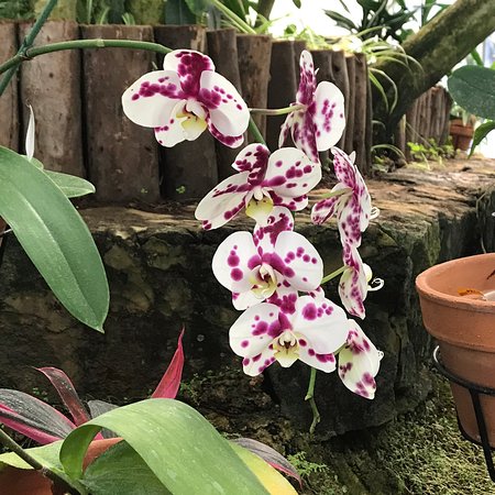 https://mdw-travel-data-us-east-1.s3.amazonaws.com/img/country/Mexico/Orquidario-Morelia/img_03.jpg