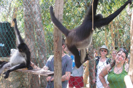 https://mdw-travel-data-us-east-1.s3.amazonaws.com/img/country/Mexico/Tulum-Monkey-Sanctuary/img_01.jpg