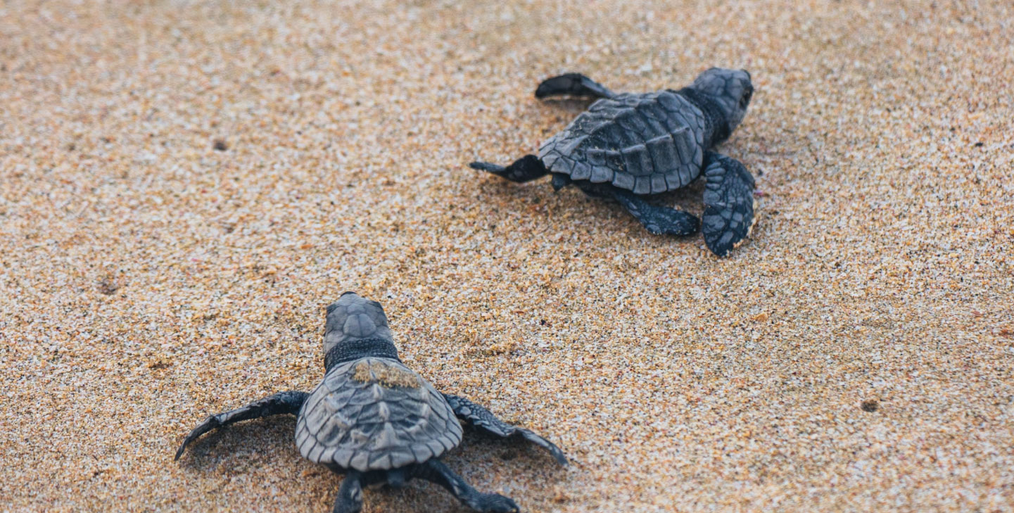 https://mdw-travel-data-us-east-1.s3.amazonaws.com/img/country/Mexico/Turtle-Release/img_00.jpg