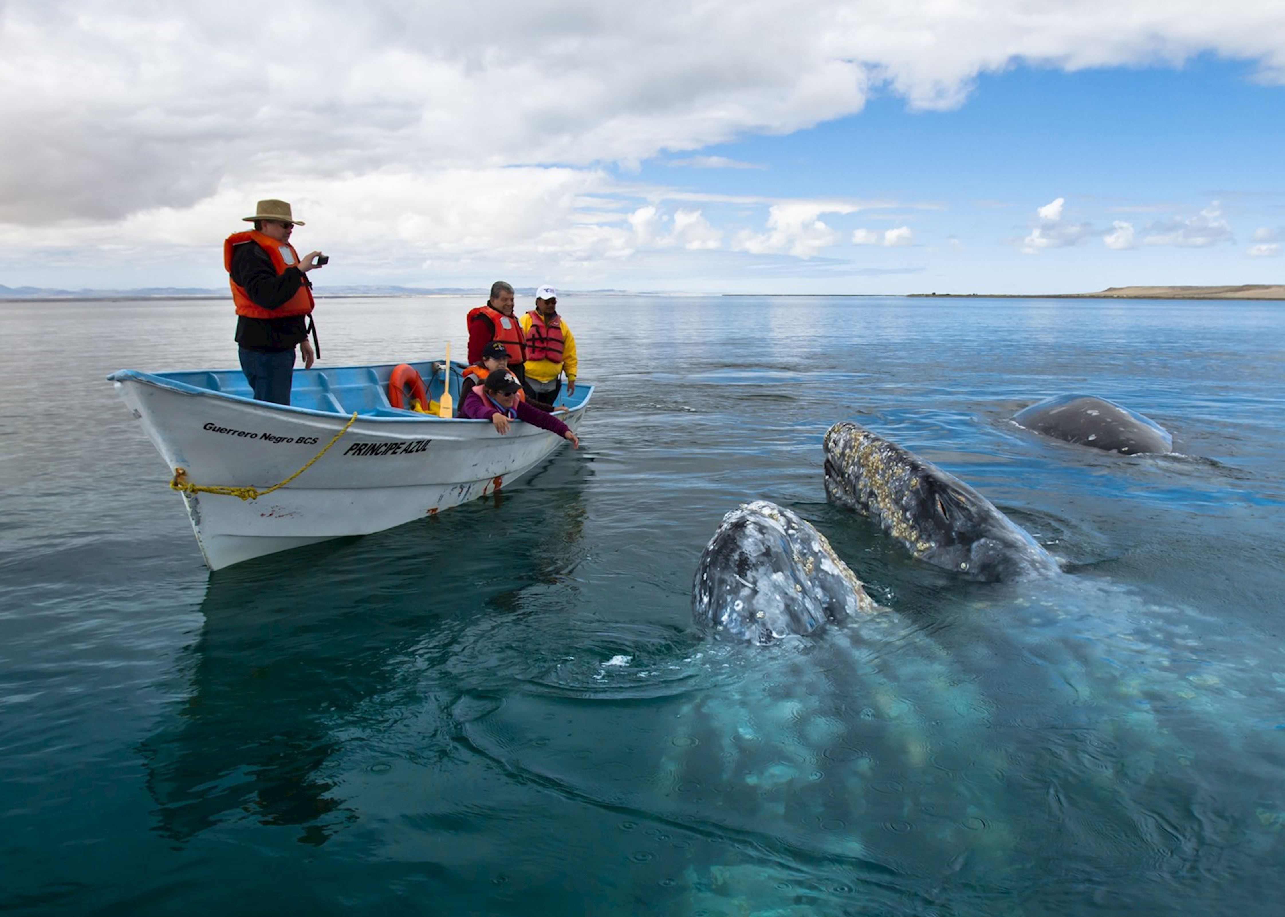 https://mdw-travel-data-us-east-1.s3.amazonaws.com/img/country/Mexico/Whale-watching-tour/img_01.jpg