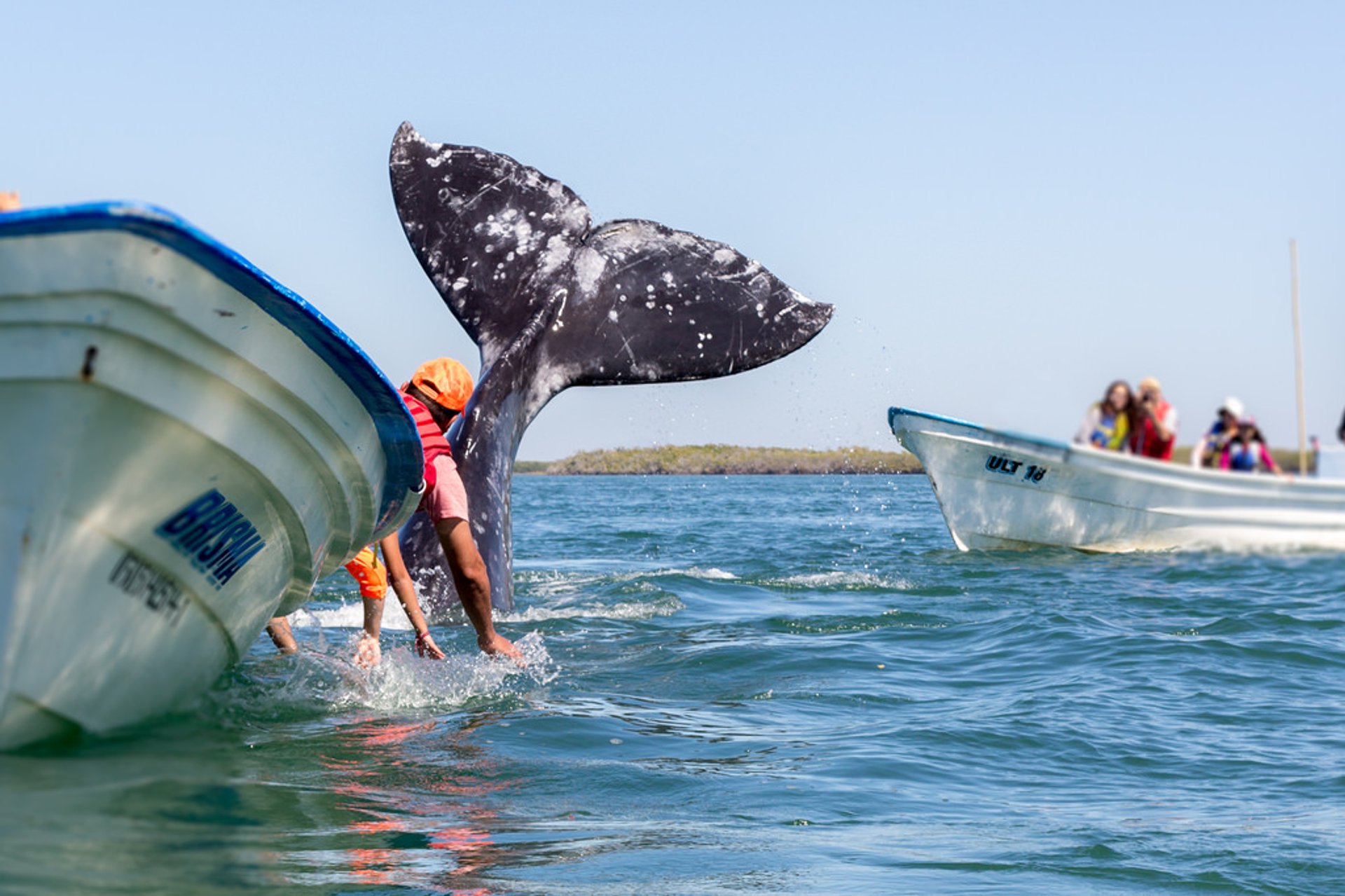 https://mdw-travel-data-us-east-1.s3.amazonaws.com/img/country/Mexico/Whale-watching-tour/img_02.jpg