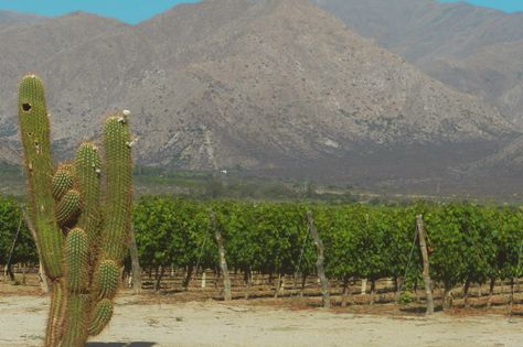 https://mdw-travel-data-us-east-1.s3.amazonaws.com/img/country/Mexico/Wine-Route/img_00.jpg