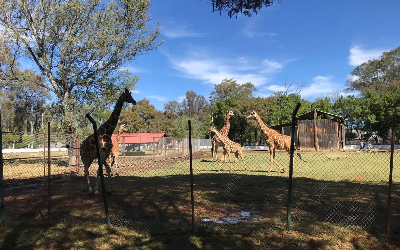 https://mdw-travel-data-us-east-1.s3.amazonaws.com/img/country/Mexico/Zoologico-de-Morelia/img_01.jpg