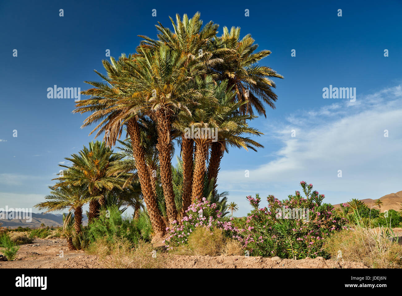 https://mdw-travel-data-us-east-1.s3.amazonaws.com/img/country/Morocco/Agdz-Palm-Groves/img_02.jpg