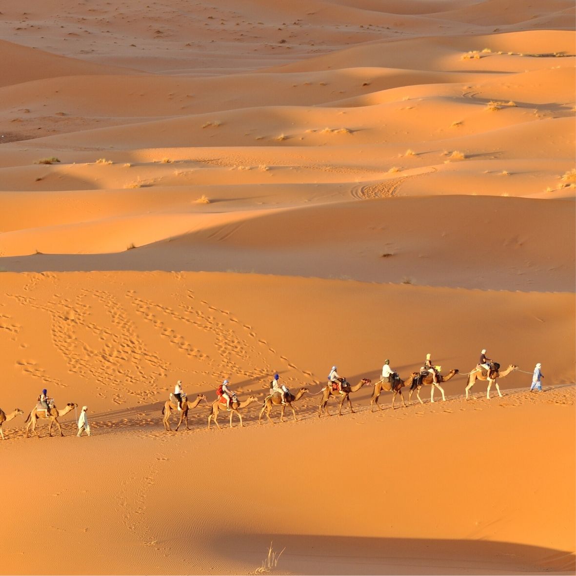 https://mdw-travel-data-us-east-1.s3.amazonaws.com/img/country/Morocco/Camel-Trekking/img_03.jpg