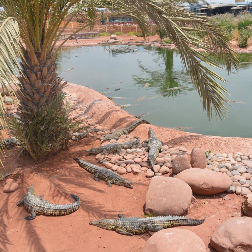 https://mdw-travel-data-us-east-1.s3.amazonaws.com/img/country/Morocco/Crocoparc-Agadir/img_04.jpg