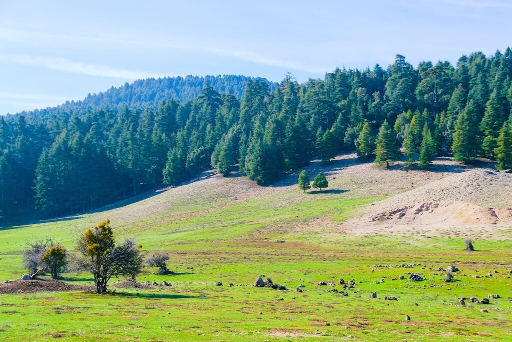 https://mdw-travel-data-us-east-1.s3.amazonaws.com/img/country/Morocco/Ifrane-National-Park/img_03.jpg