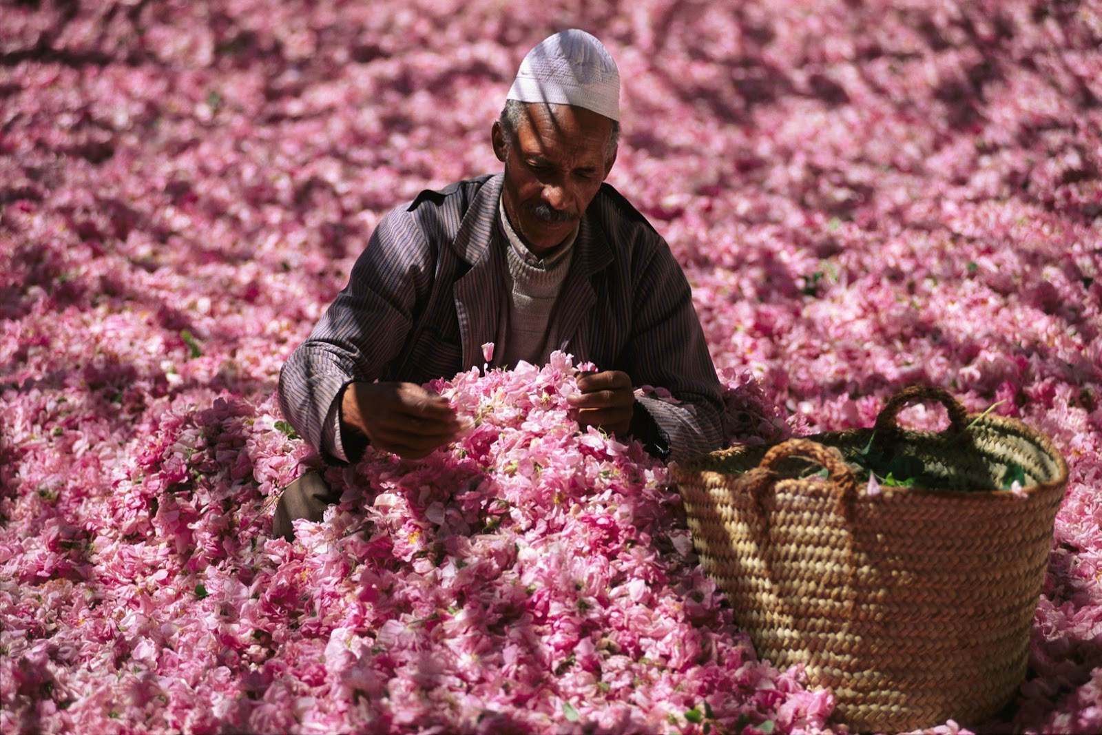 https://mdw-travel-data-us-east-1.s3.amazonaws.com/img/country/Morocco/Kelaa-MGouna-Rose-Festival/img_02.jpg