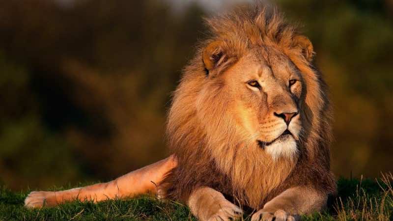 https://mdw-travel-data-us-east-1.s3.amazonaws.com/img/country/Morocco/Lions-Club-Park/img_02.jpg
