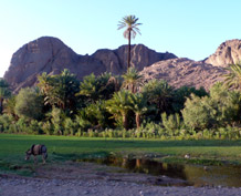 https://mdw-travel-data-us-east-1.s3.amazonaws.com/img/country/Morocco/Oasis-de-Fint/img_01.jpg