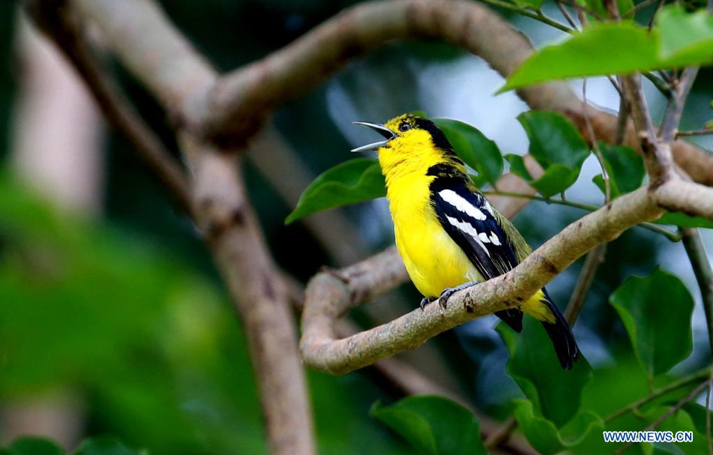 https://mdw-travel-data-us-east-1.s3.amazonaws.com/img/country/Myanmar/Hlawga-National-Park/img_03.jpg