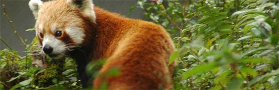 https://mdw-travel-data-us-east-1.s3.amazonaws.com/img/country/Myanmar/Kazunma-Wildlife-Sanctuary/img_03.jpg