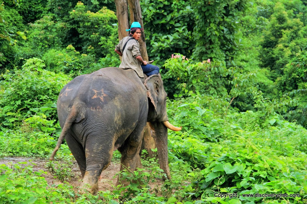 https://mdw-travel-data-us-east-1.s3.amazonaws.com/img/country/Myanmar/Pho-Kyar-Elephant-Camp/img_00.jpg