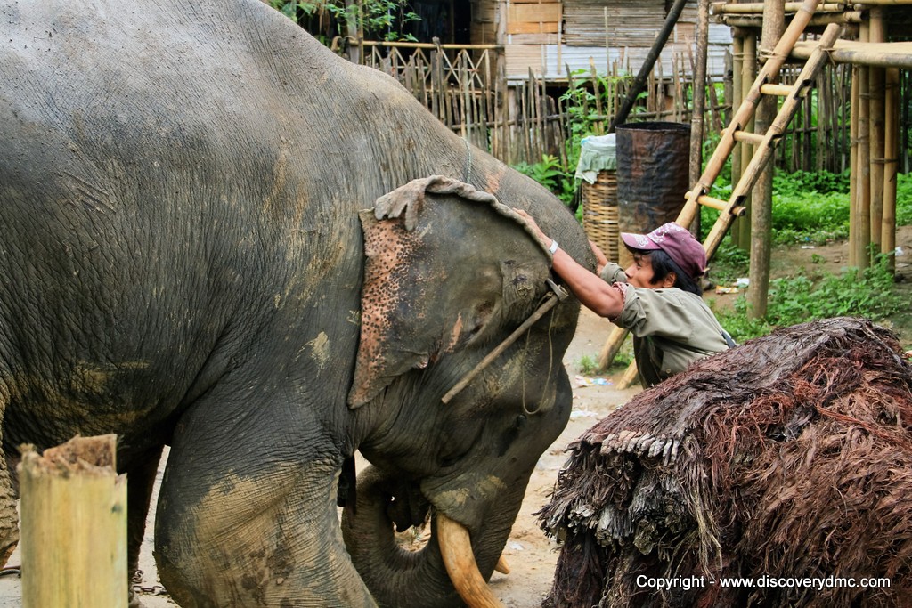 https://mdw-travel-data-us-east-1.s3.amazonaws.com/img/country/Myanmar/Pho-Kyar-Elephant-Camp/img_01.jpg