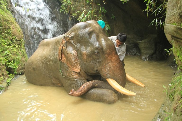 https://mdw-travel-data-us-east-1.s3.amazonaws.com/img/country/Myanmar/Pho-Kyar-Elephant-Camp/img_02.jpg