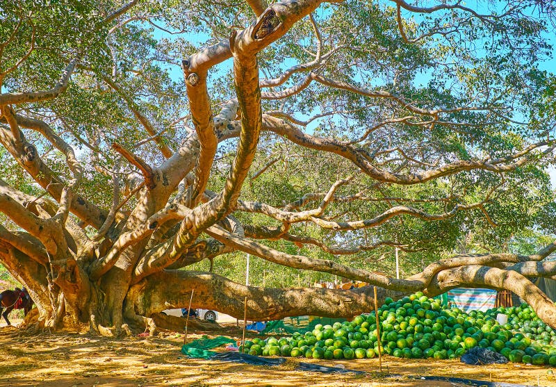 https://mdw-travel-data-us-east-1.s3.amazonaws.com/img/country/Myanmar/Pindaya-Market/img_02.jpg
