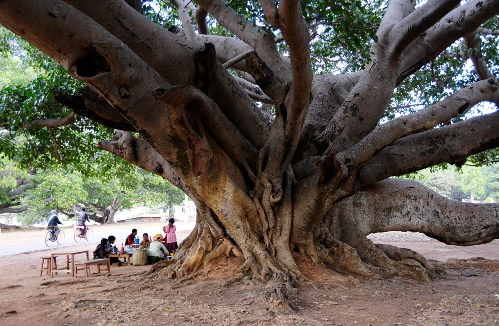 https://mdw-travel-data-us-east-1.s3.amazonaws.com/img/country/Myanmar/Pine-Tree-Garden/img_00.jpg