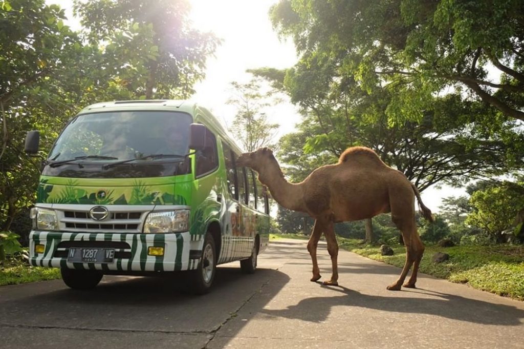 https://mdw-travel-data-us-east-1.s3.amazonaws.com/img/country/Myanmar/Safari-Park/img_03.jpg