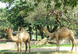 https://mdw-travel-data-us-east-1.s3.amazonaws.com/img/country/Myanmar/Zoological-Gardens/img_02.jpg