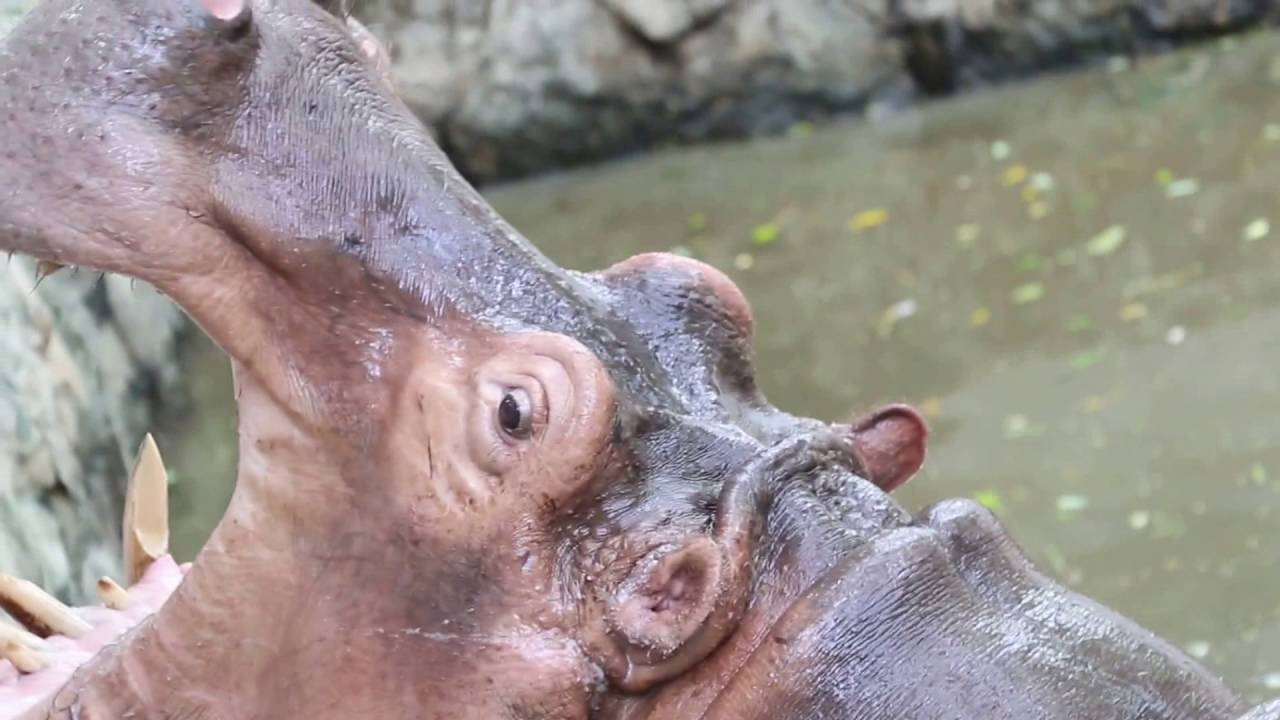 https://mdw-travel-data-us-east-1.s3.amazonaws.com/img/country/Myanmar/Zoological-Gardens/img_03.jpg