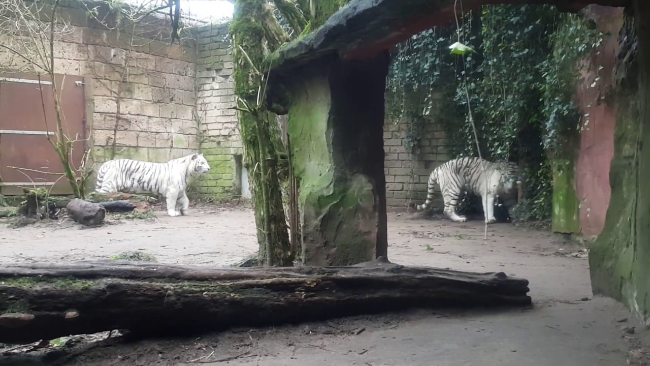 https://mdw-travel-data-us-east-1.s3.amazonaws.com/img/country/Netherlands/Amersfoort-Zoo/img_00.jpg