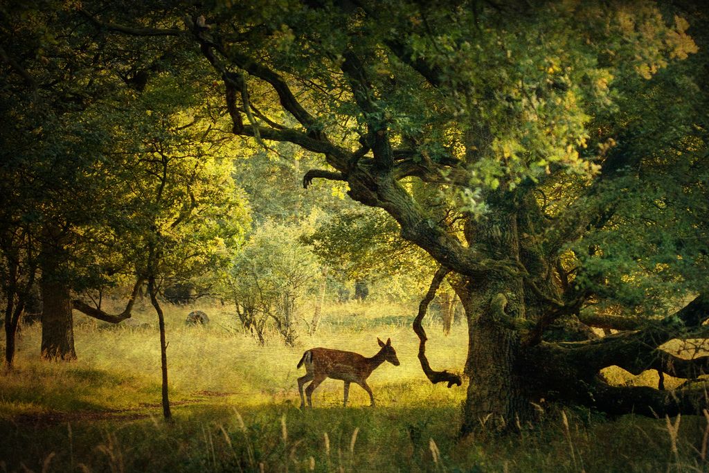 https://mdw-travel-data-us-east-1.s3.amazonaws.com/img/country/Netherlands/Amsterdamse-Waterleidingduinen/img_02.jpg