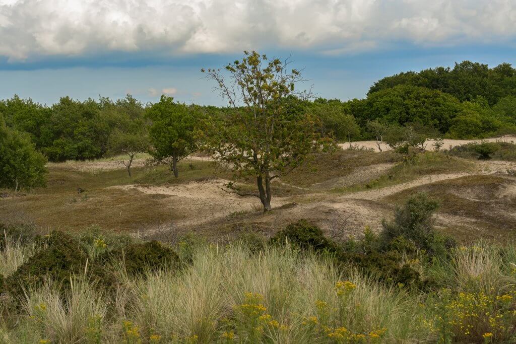 https://mdw-travel-data-us-east-1.s3.amazonaws.com/img/country/Netherlands/Amsterdamse-Waterleidingduinen/img_03.jpg