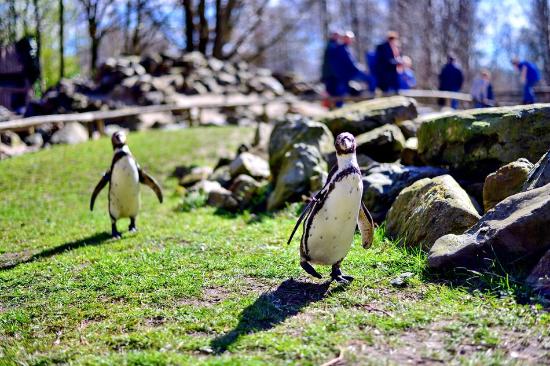 https://mdw-travel-data-us-east-1.s3.amazonaws.com/img/country/Netherlands/AquaZoo-Friesland/img_01.jpg
