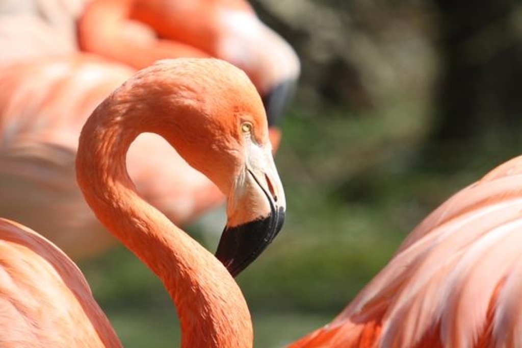 https://mdw-travel-data-us-east-1.s3.amazonaws.com/img/country/Netherlands/AquaZoo-Friesland/img_02.jpg