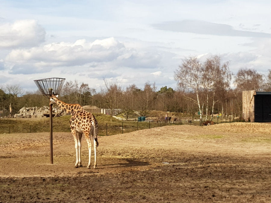 https://mdw-travel-data-us-east-1.s3.amazonaws.com/img/country/Netherlands/Beekse-Bergen-Safari-Park/img_01.jpg