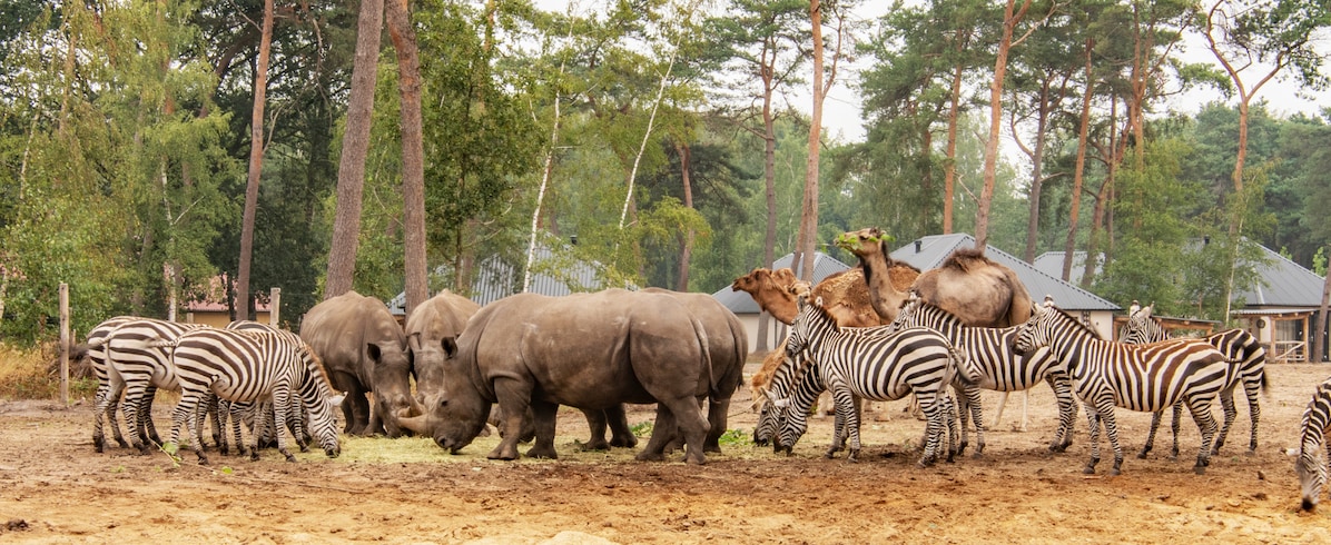 https://mdw-travel-data-us-east-1.s3.amazonaws.com/img/country/Netherlands/Beekse-Bergen-Safari-Park/img_02.jpg