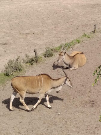 https://mdw-travel-data-us-east-1.s3.amazonaws.com/img/country/Netherlands/Beekse-Bergen-Safari-Park/img_03.jpg