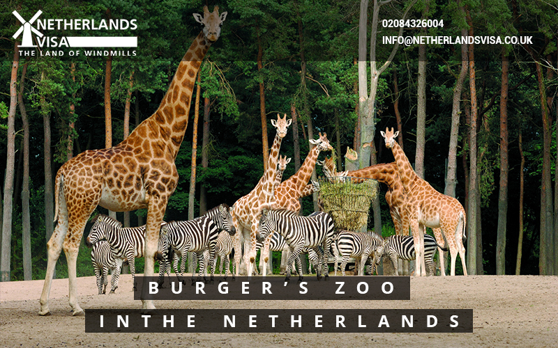 https://mdw-travel-data-us-east-1.s3.amazonaws.com/img/country/Netherlands/Burgers-Zoo/img_00.jpg