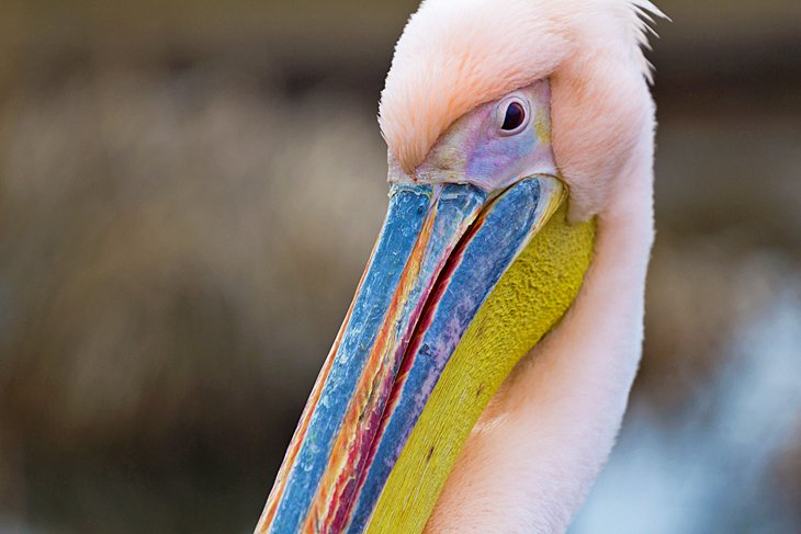 https://mdw-travel-data-us-east-1.s3.amazonaws.com/img/country/Netherlands/Dierenrijk/img_01.jpg