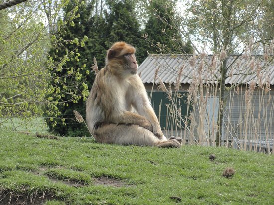 https://mdw-travel-data-us-east-1.s3.amazonaws.com/img/country/Netherlands/Dierenrijk/img_03.jpg