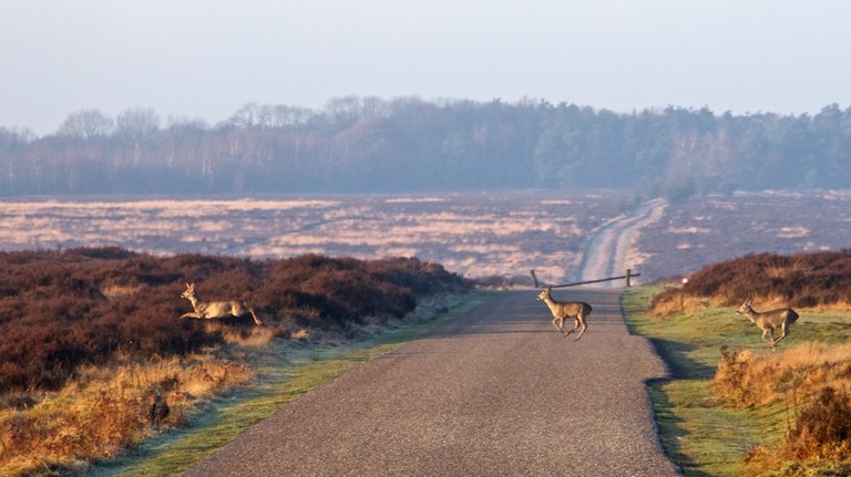https://mdw-travel-data-us-east-1.s3.amazonaws.com/img/country/Netherlands/Hoge-Veluwe-National-Park/img_02.jpg