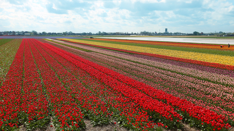 https://mdw-travel-data-us-east-1.s3.amazonaws.com/img/country/Netherlands/Keukenhof-Gardens/img_03.jpg