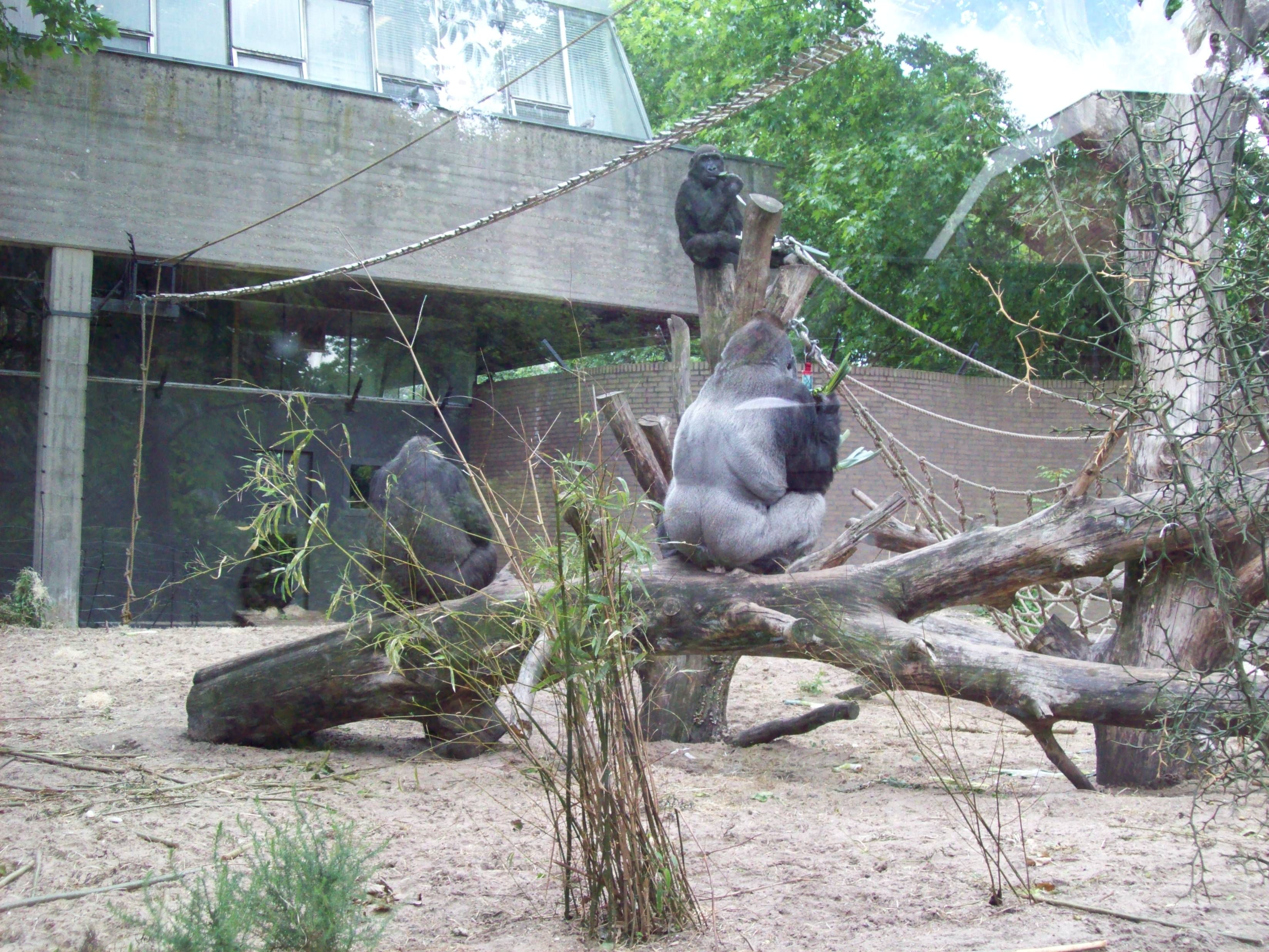 https://mdw-travel-data-us-east-1.s3.amazonaws.com/img/country/Netherlands/Natura-Artis-Magistra/img_02.jpg