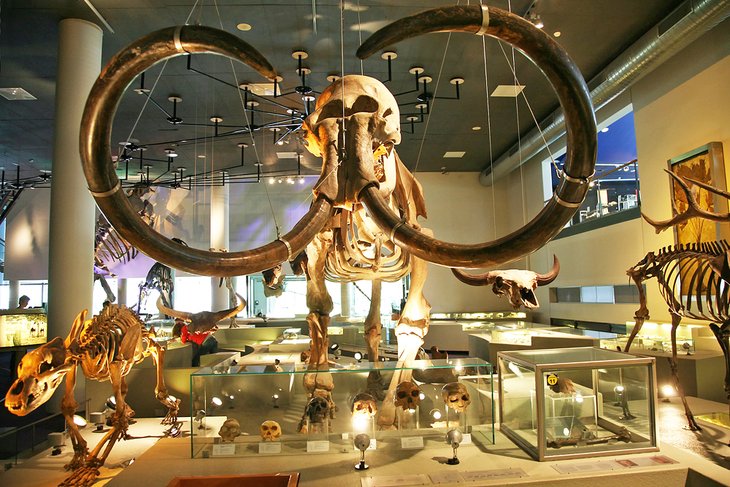https://mdw-travel-data-us-east-1.s3.amazonaws.com/img/country/Netherlands/Naturalis-Biodiversity-Center/img_02.jpg