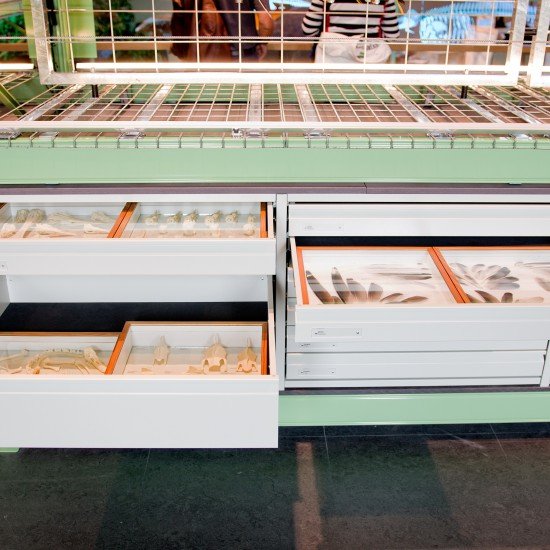 https://mdw-travel-data-us-east-1.s3.amazonaws.com/img/country/Netherlands/Naturalis-Biodiversity-Center/img_03.jpg