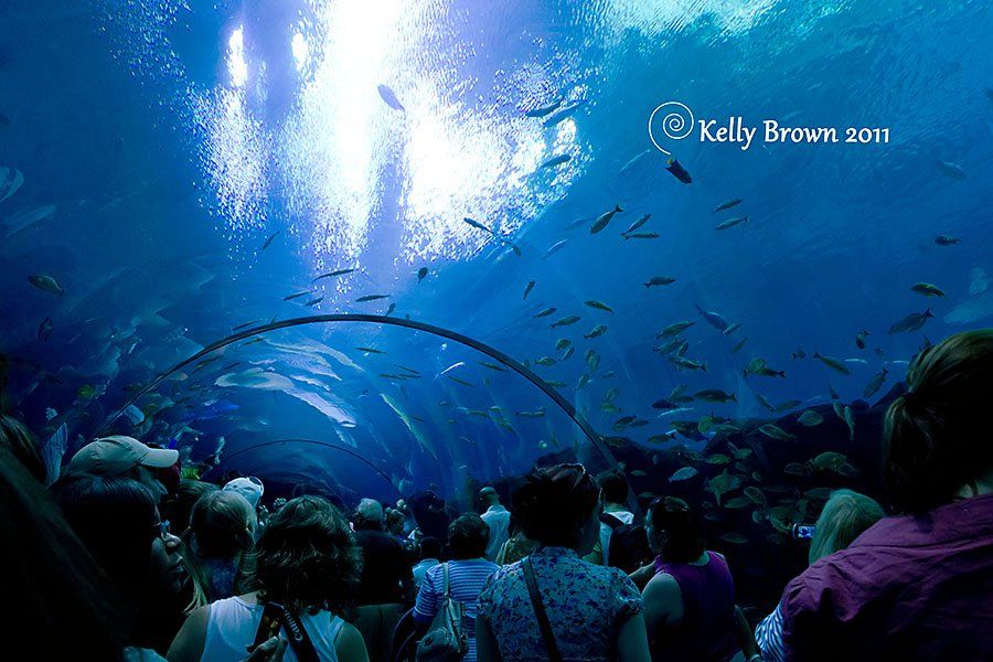 https://mdw-travel-data-us-east-1.s3.amazonaws.com/img/country/Netherlands/Sea-Life-Scheveningen/img_02.jpg