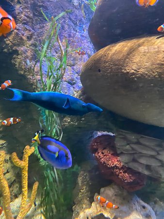 https://mdw-travel-data-us-east-1.s3.amazonaws.com/img/country/Netherlands/Sea-Life-Scheveningen/img_03.jpg
