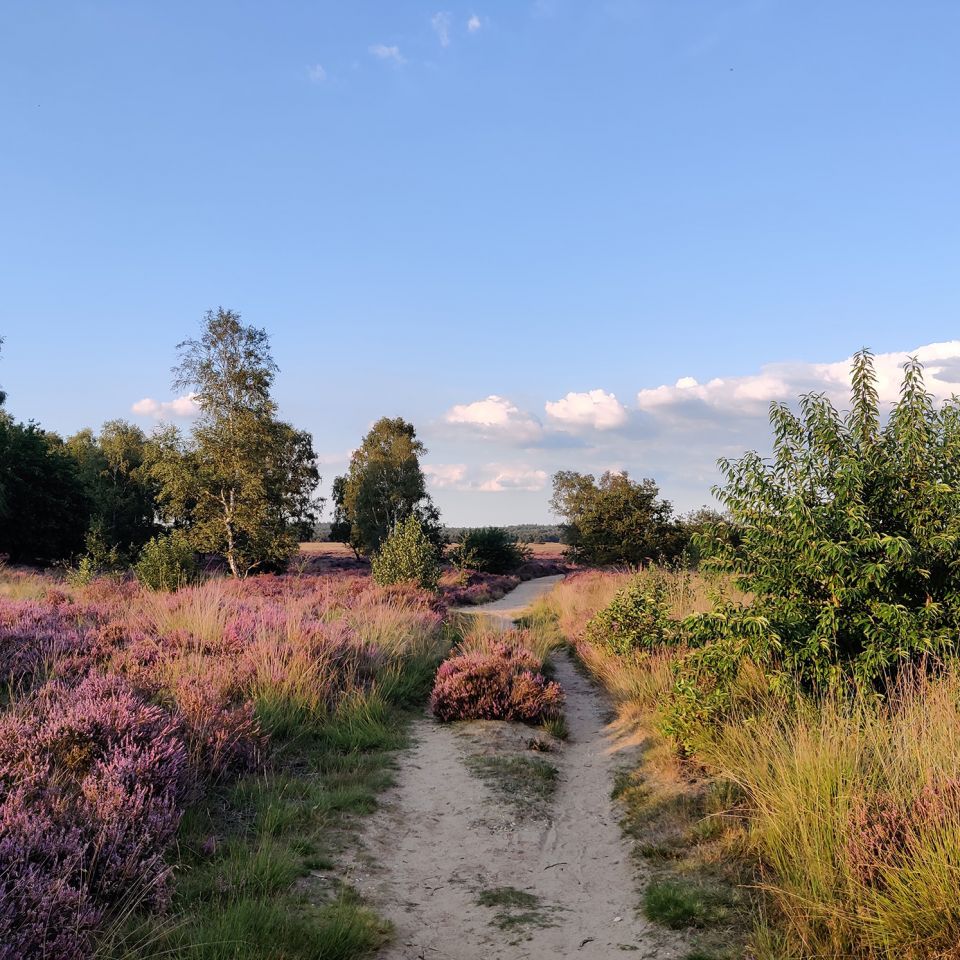 https://mdw-travel-data-us-east-1.s3.amazonaws.com/img/country/Netherlands/Utrechtse-Heuvelrug-National-Park/img_03.jpg