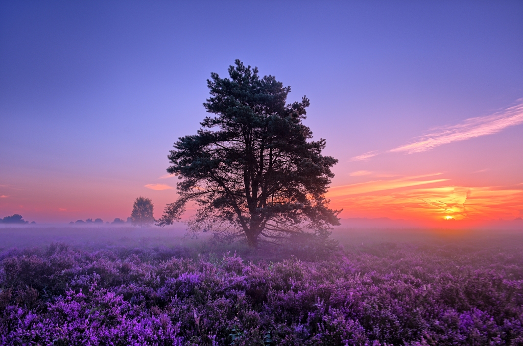 https://mdw-travel-data-us-east-1.s3.amazonaws.com/img/country/Netherlands/Veluwe/img_01.jpg